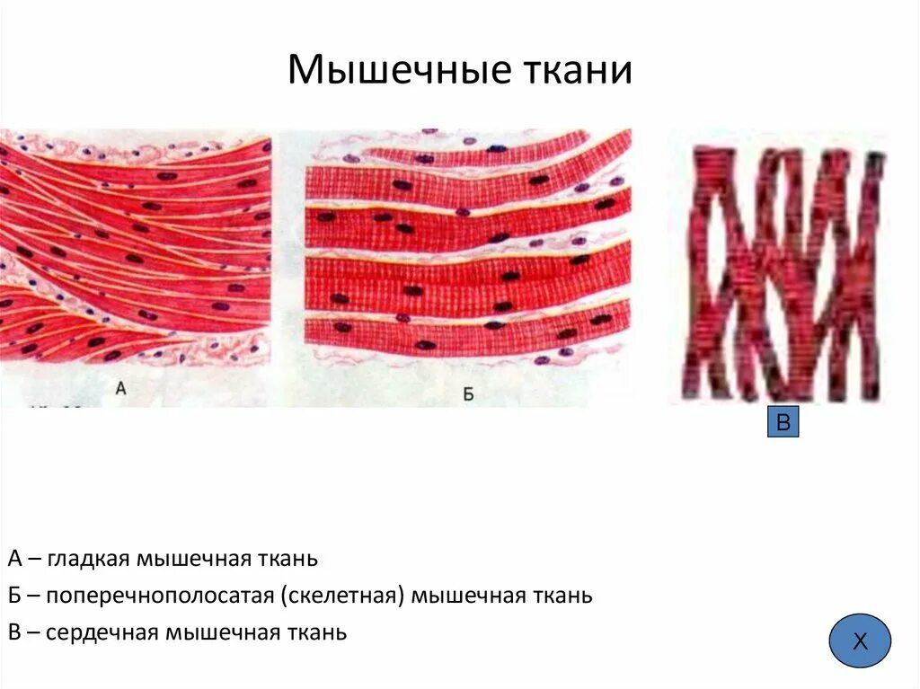 Поперечнополосатая мышечная ткань фото Изображение сердечной поперечно полосатой мышечной ткани