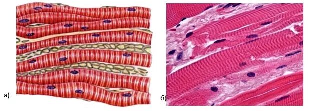 Поперечнополосатая мышечная ткань фото Ткани человека