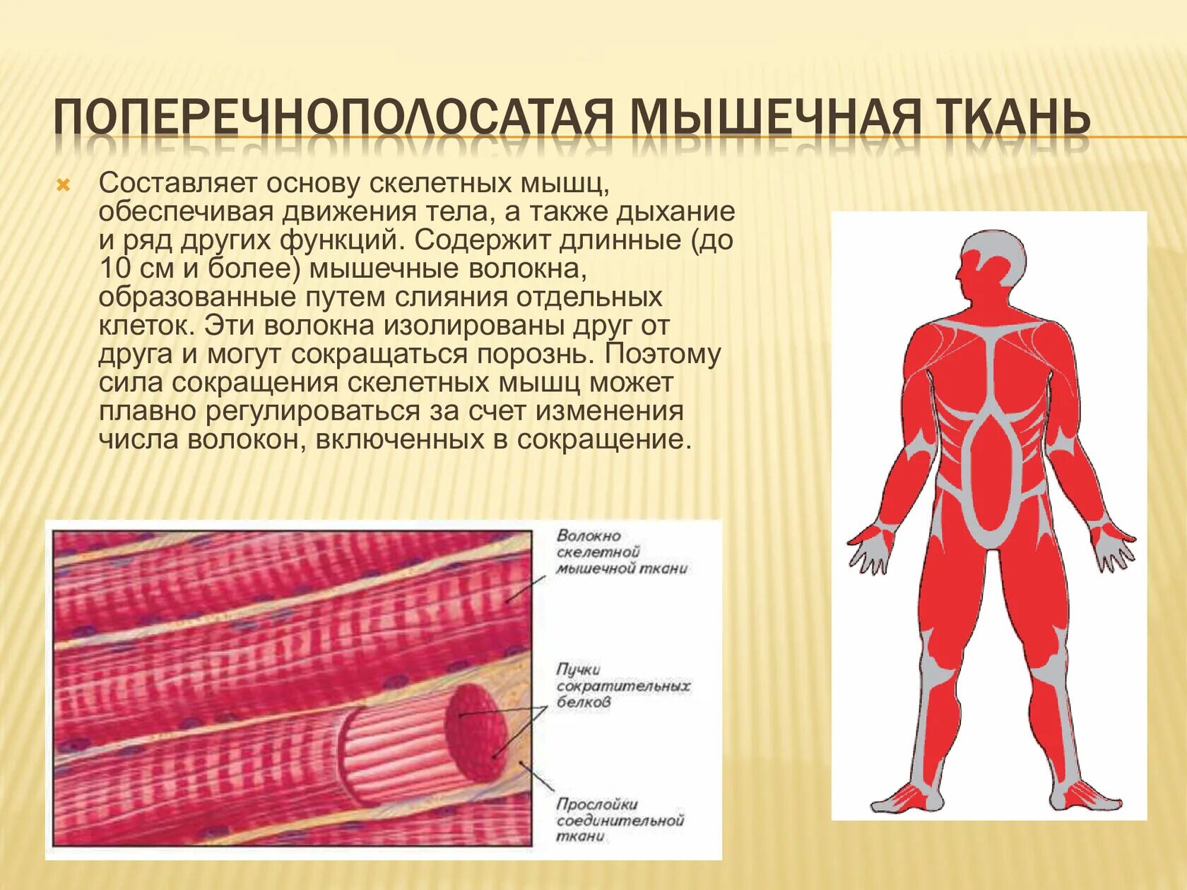 Поперечнополосатая мышечная ткань фото Какую функцию выполняет скелетная поперечнополосатая мышечная ткань: найдено 61 