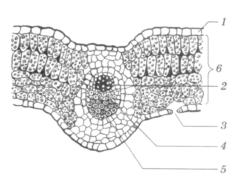 Поперечный срез листа фото Как называются клетки листа