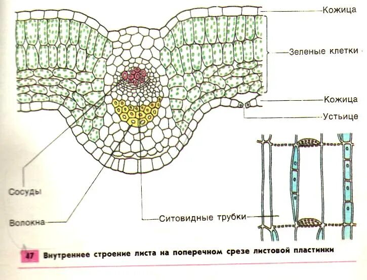 Поперечный срез листа фото Внутреннее строение листа.