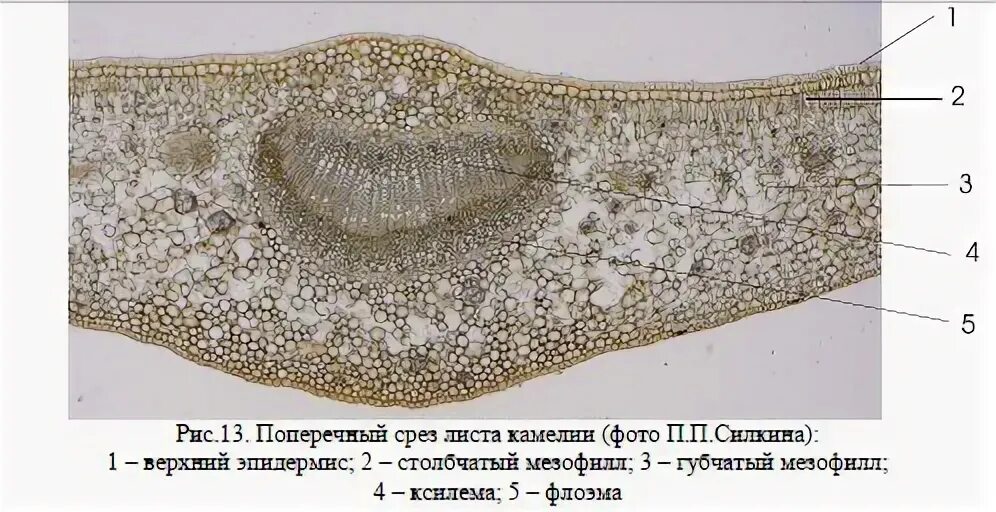 Поперечный срез листа фото #биодарвин_олип_теория Анатомия листа С верхней и нижней стороны лист покрыт эпи