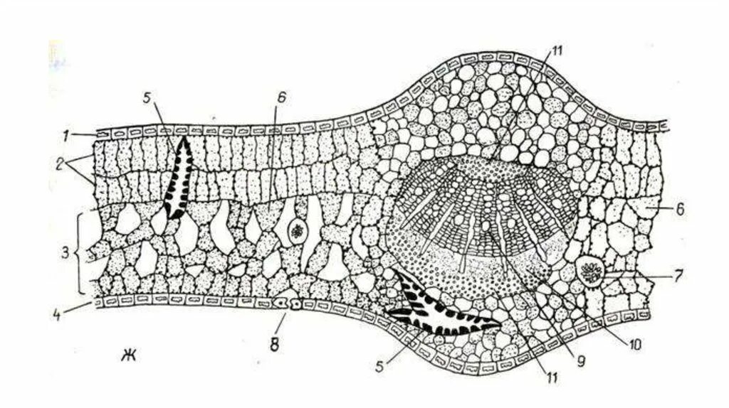 Поперечный срез листа фото Картинки ВНУТРЕННЕЕ СТРОЕНИЕ ЛИСТА ПОПЕРЕЧНЫЙ СРЕЗ