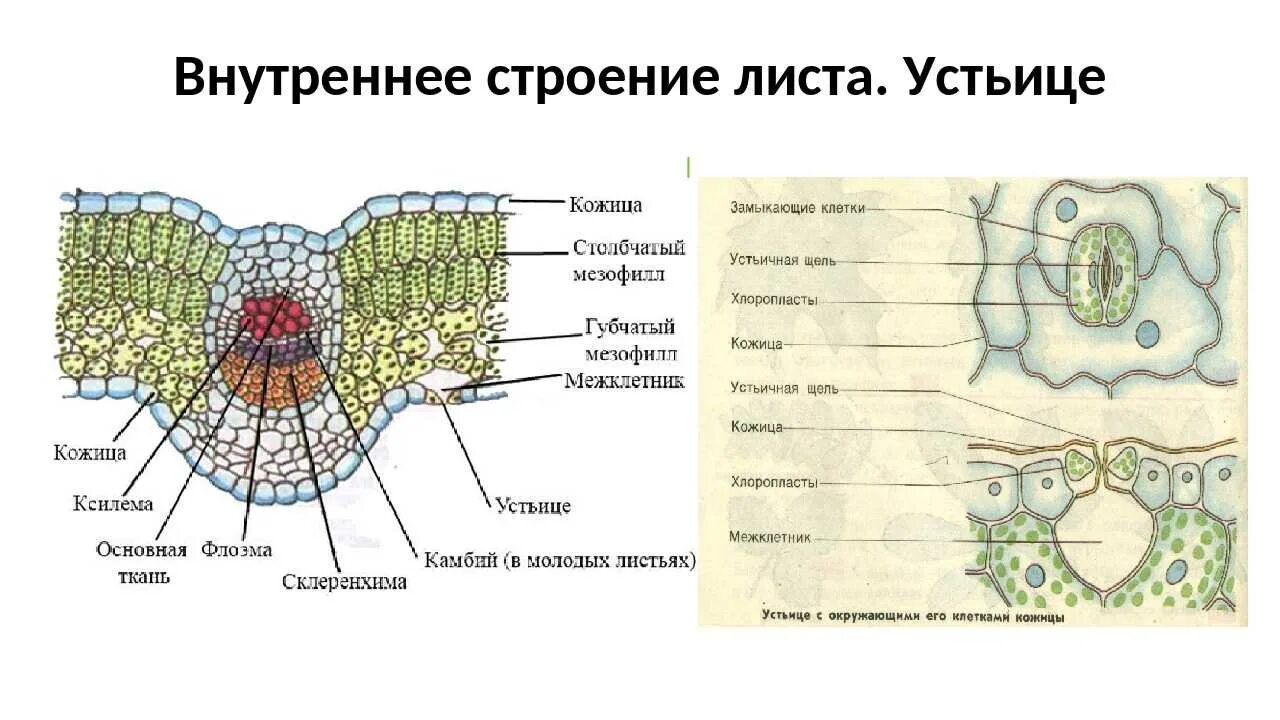 Ткани растений (растительная клетка) - презентация онлайн