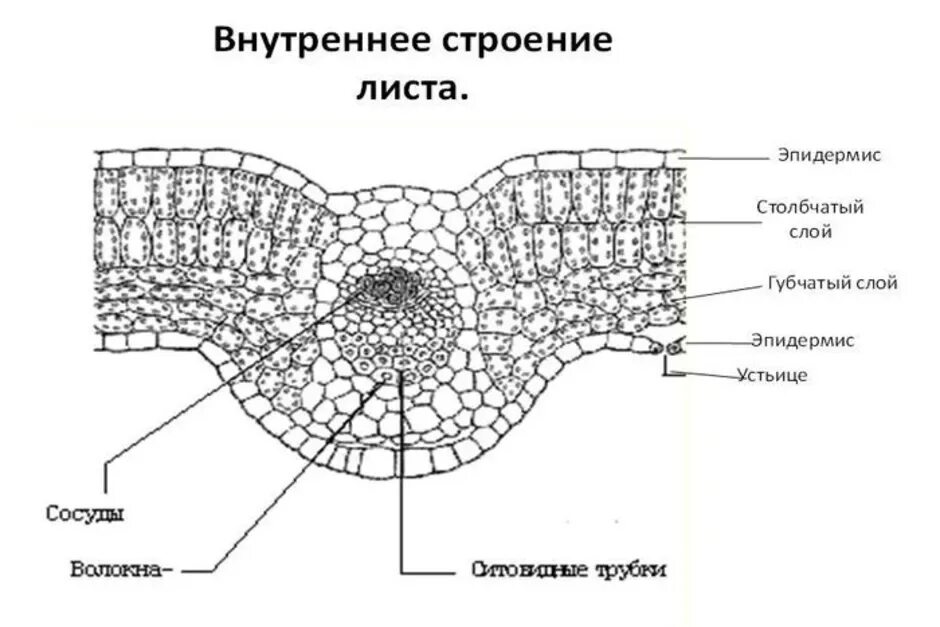 Поперечный срез листа фото Поперечные срезы листьев: найдено 84 картинок