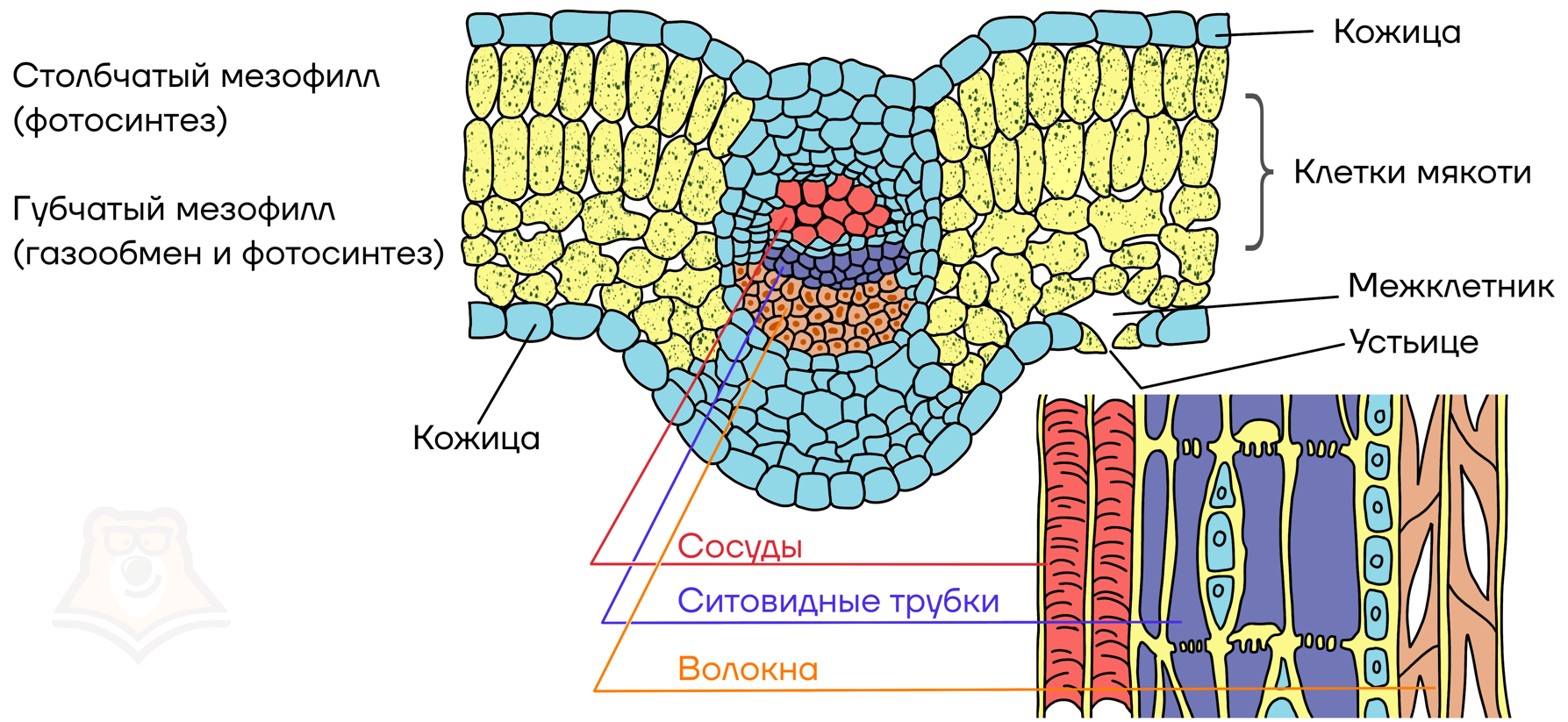Поперечный срез листа фото Органы растений. Часть 2 - Умскул Учебник
