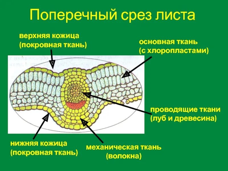 Поперечный срез листа фото Картинки СТРОЕНИЕ СРЕЗА ЛИСТА