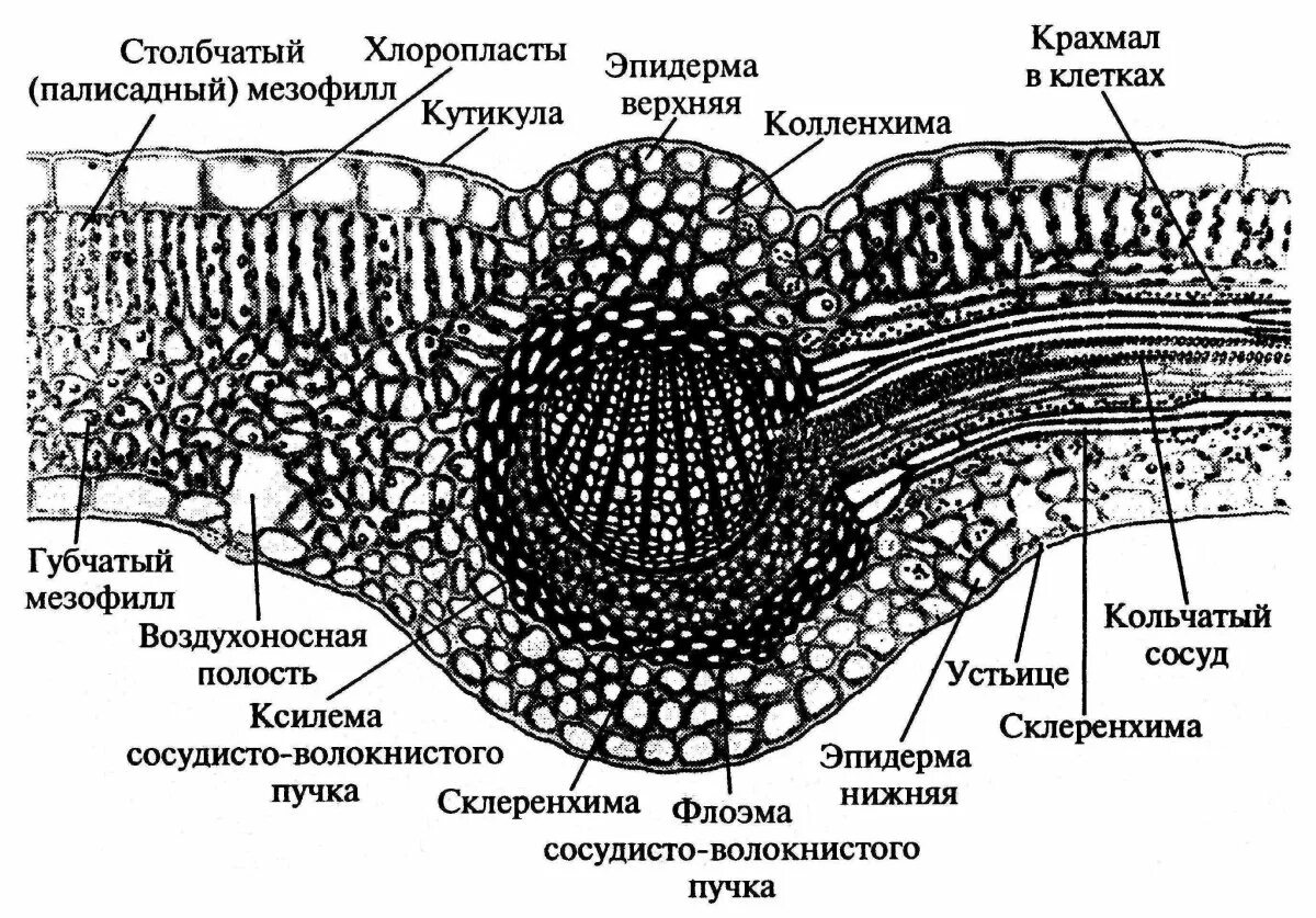 Поперечный срез листа фото Поперечный срез листа микроскоп