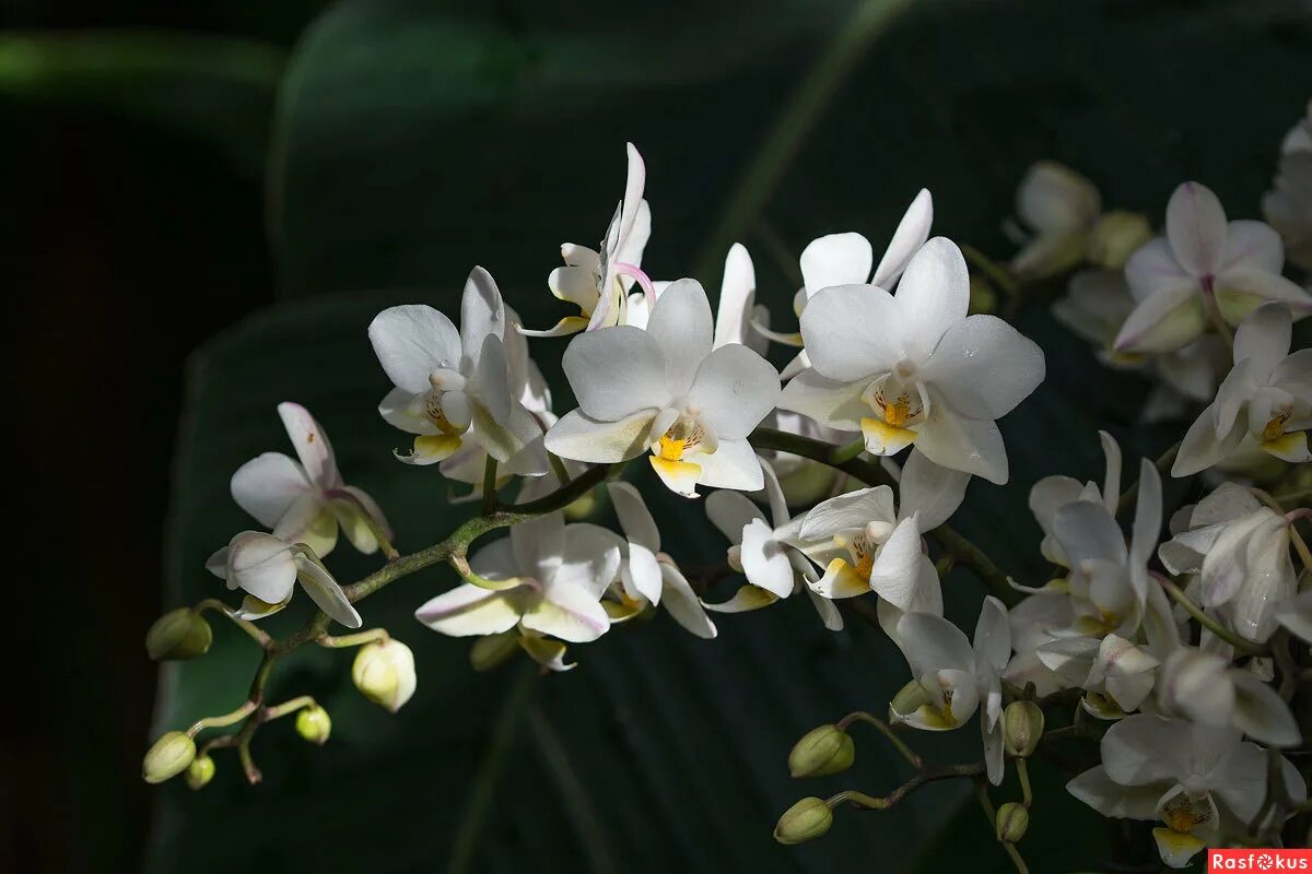 Попкорн орхидея фаленопсис фото Фото: Орхи.. Фотошлёп. Николай Охотник. Природа. Фотосайт Расфокус.ру