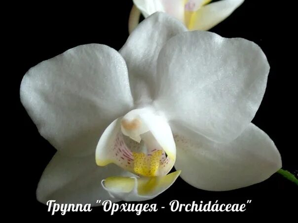 Попкорн орхидея фаленопсис фото Орхидея попкорн