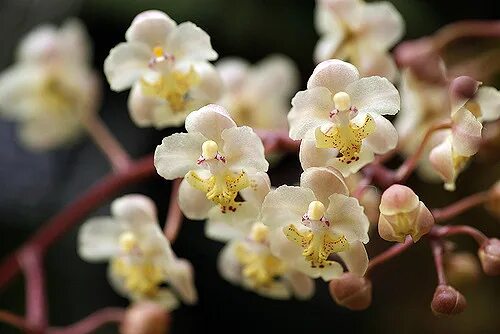 Попкорн орхидея фаленопсис фото Oncidium stramineum lose Passiflora.ru - Сервис коллективных заказов