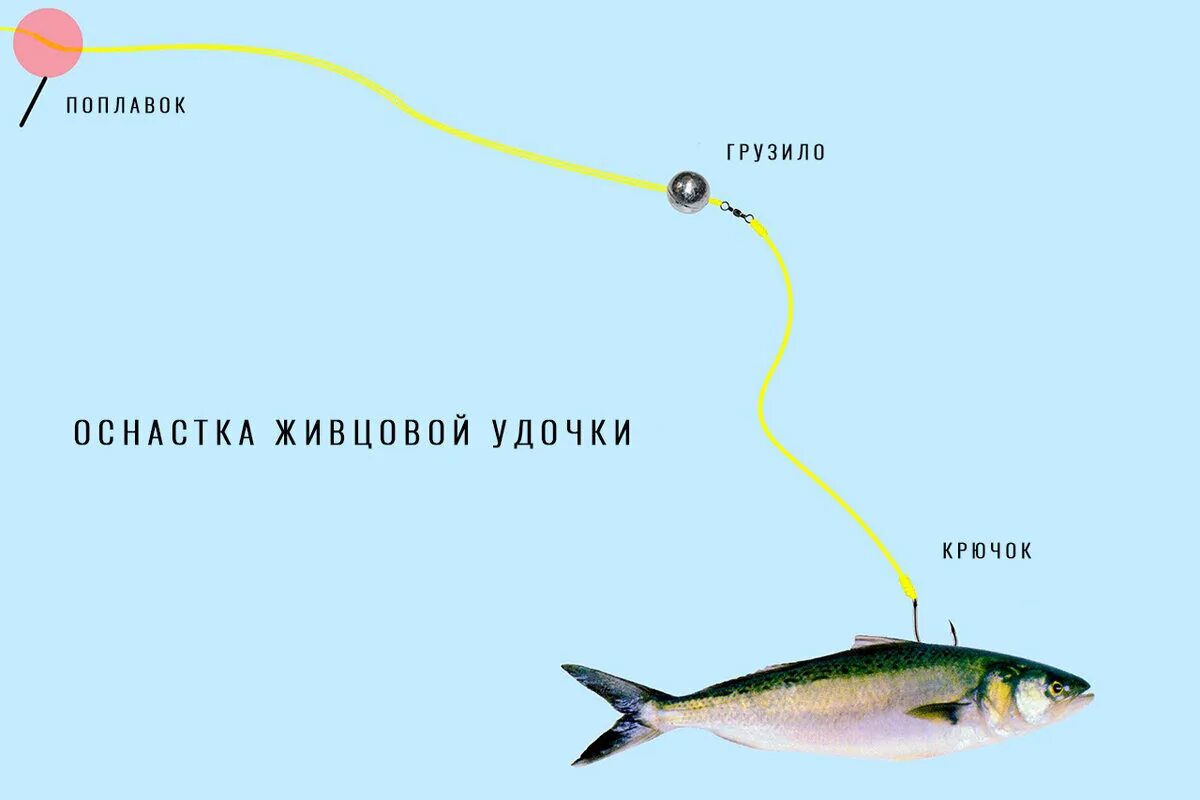 Поплавочная оснастка на живца Ловля щуки на живца. Секреты заядлых рыболовов. PROрыбалку Дзен