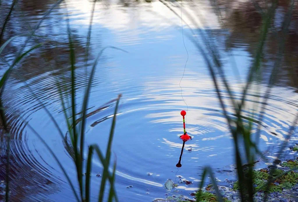 Поплавок в воде фото 7 самых перспективных мест для ловли карпа (полезно знать каждому рыбаку) Клевая