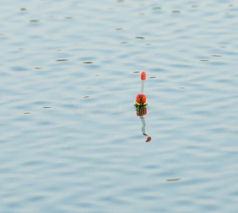 Поплавок в воде фото Fishing Float Floating in the Water Stock Image - Image of float, background: 10