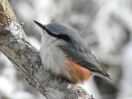 Поползень фото птицы крупным планом Nuthatch (Sitta europaea) Eero Kiuru Flickr