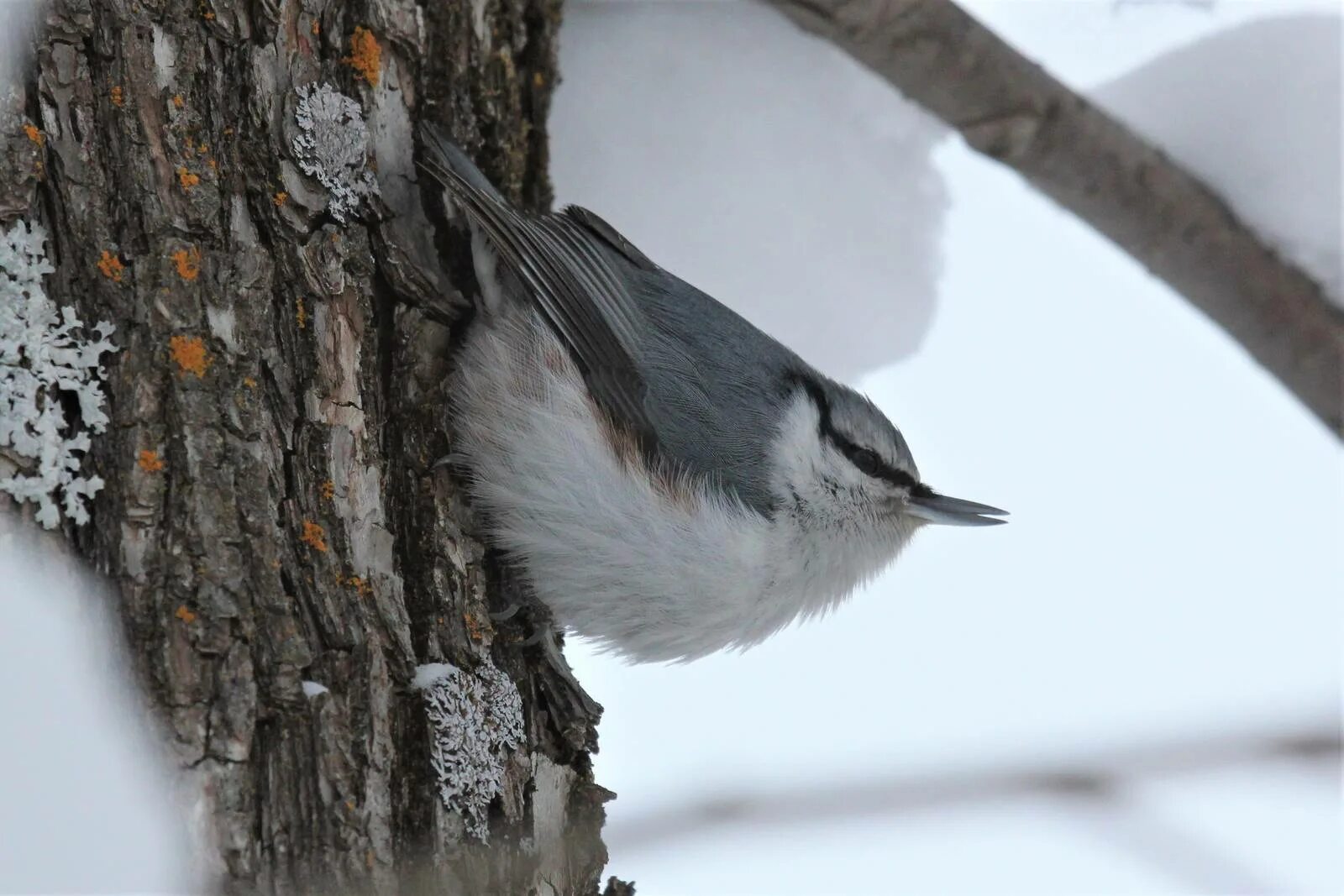 Поползень птица фото и описание где зимует Eurasian Nuthatch (Sitta europaea). Birds of Siberia.