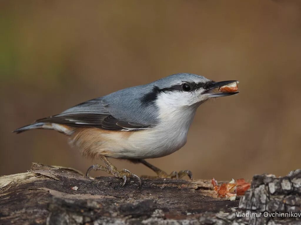 Поползень змея фото Nuthatch - Поползень en.wikipedia.org/wiki/Nuthatch ru.wik. Flickr