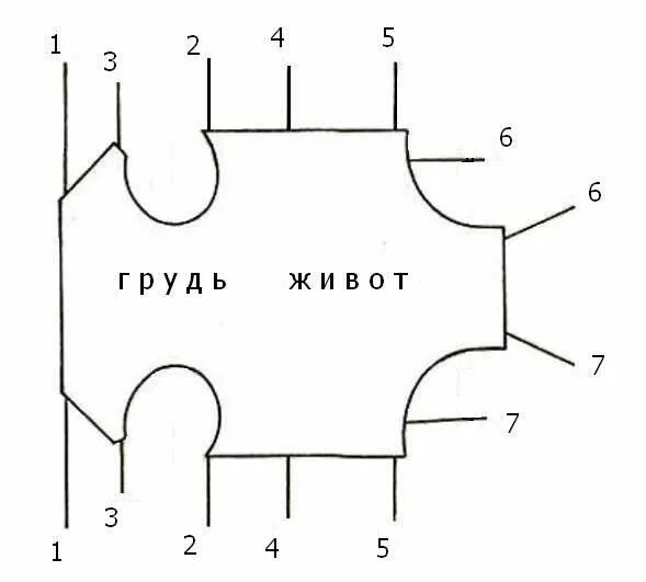 Попона для кошки своими руками выкройки Resultado de imagen para выкройка для собаки