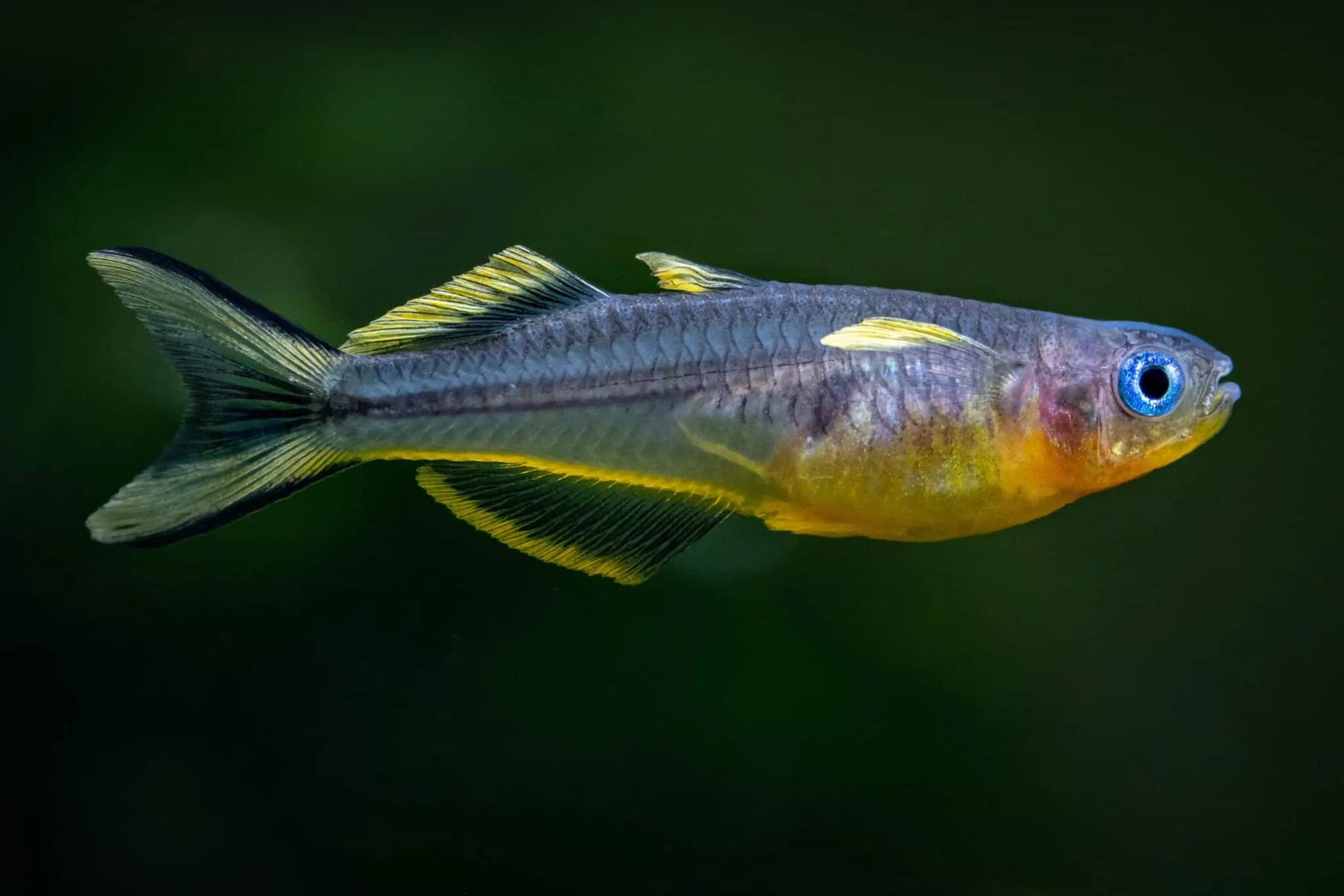 Попондетта фурката рыбка аквариумная фото Forktail Rainbowfish (Pseudomugil furcatus): Ultimate Care Guide - Fish Laborato