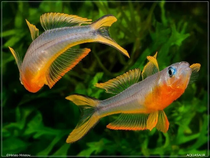 Попондетта фурката рыбка аквариумная фото Pin by LADA HRDLICKA on Animals Aquarium fish, Tropical fish, Cool fish