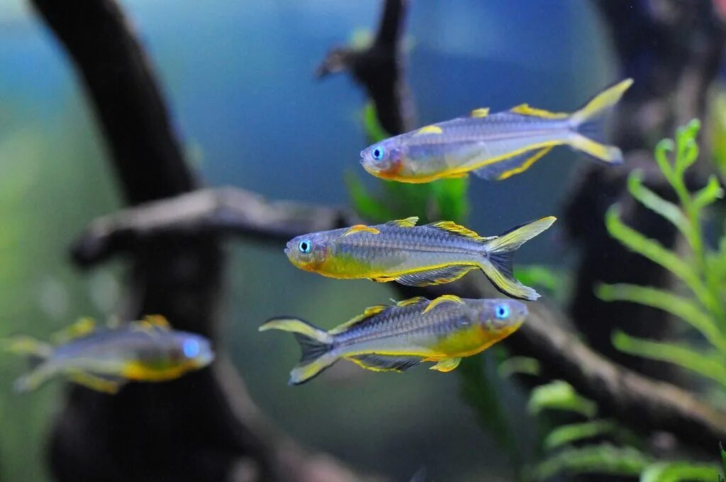 Попондетта фурката рыбка аквариумная фото Pin by Lee Gibson on Rainbowfish Freshwater aquarium fish, Tropical fish, Aquari