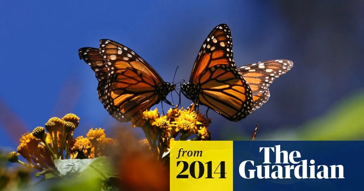 Порхающие бабочки фото Rare Monarch butterflies spotted on England's south coast Butterflies The Guardi