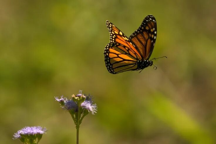 Порхающие бабочки фото Monarch in flight Beautiful butterfly photography, Monarch butterflies photograp