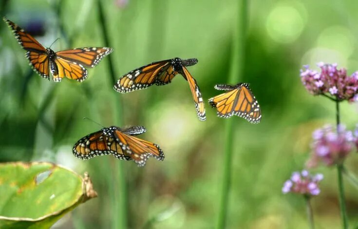 Порхающие бабочки фото Image result for butterflies flying photography Flying photography, Butterflies 