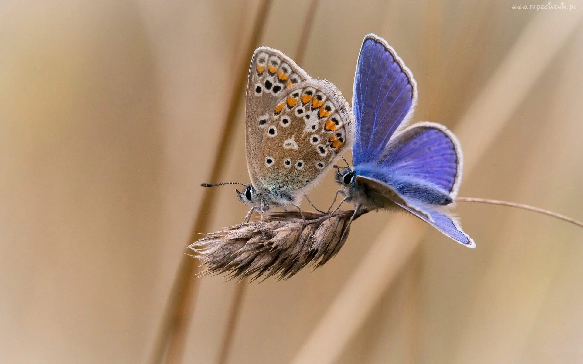 Порхающие бабочки фото Motyle, Kłos, Trawy Butterfly wallpaper, Butterfly, Common blue butterfly