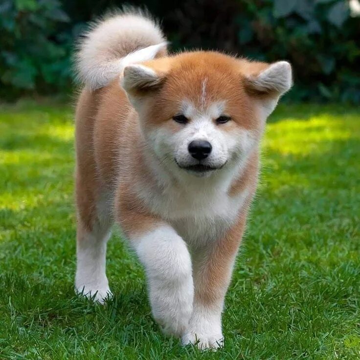 Порода акита щенки фото Pin by Kyunghee Park on Akita inu Akita dog, Cute small animals, Cute puppies