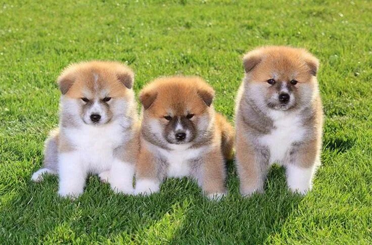 Порода акита щенки фото Pin on Rachy Akita dog, Akita puppies, American akita dog