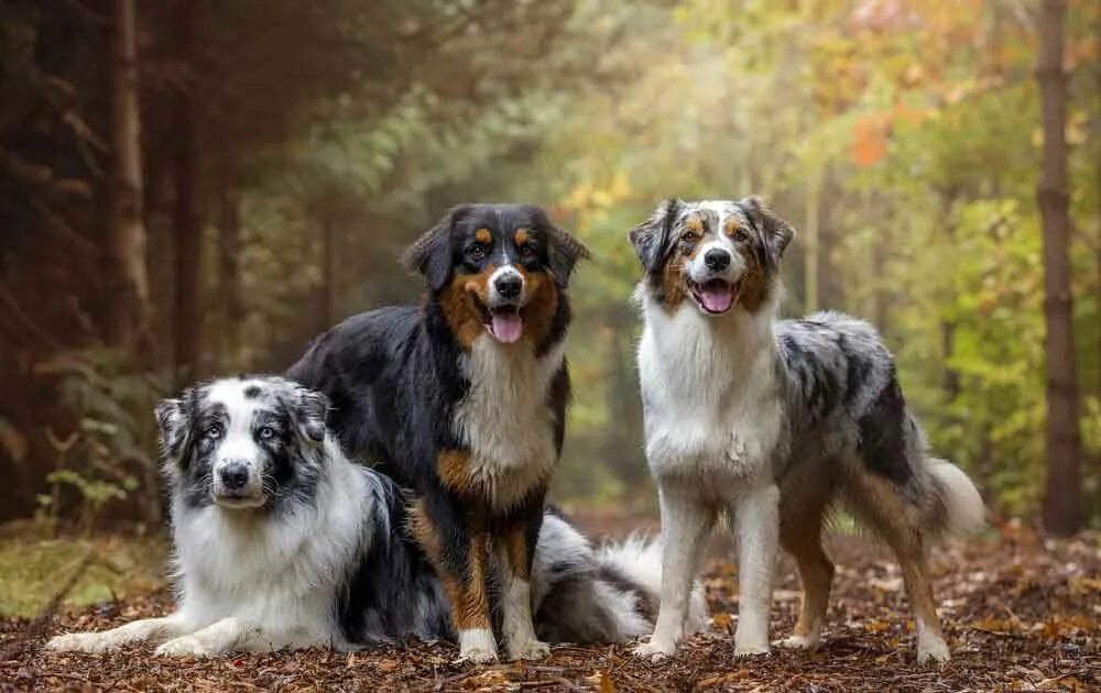 Порода австралийская овчарка фото Berger Australien in 2024 Australian shepherd dogs, Shepherd puppies, Dog breeds