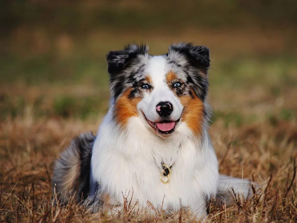 Порода австралийская овчарка фото Собака Ашерон породы Австралийская овчарка - Скай Australian shepherd, Australia