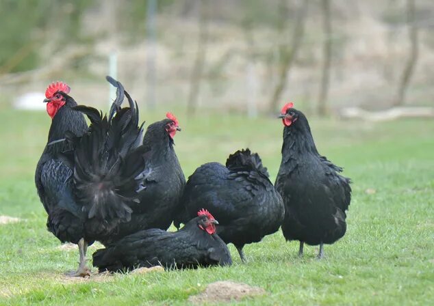 Порода австралорп кур фото Flock of Australorp Australorp chicken, Chicken breeds, Black chickens