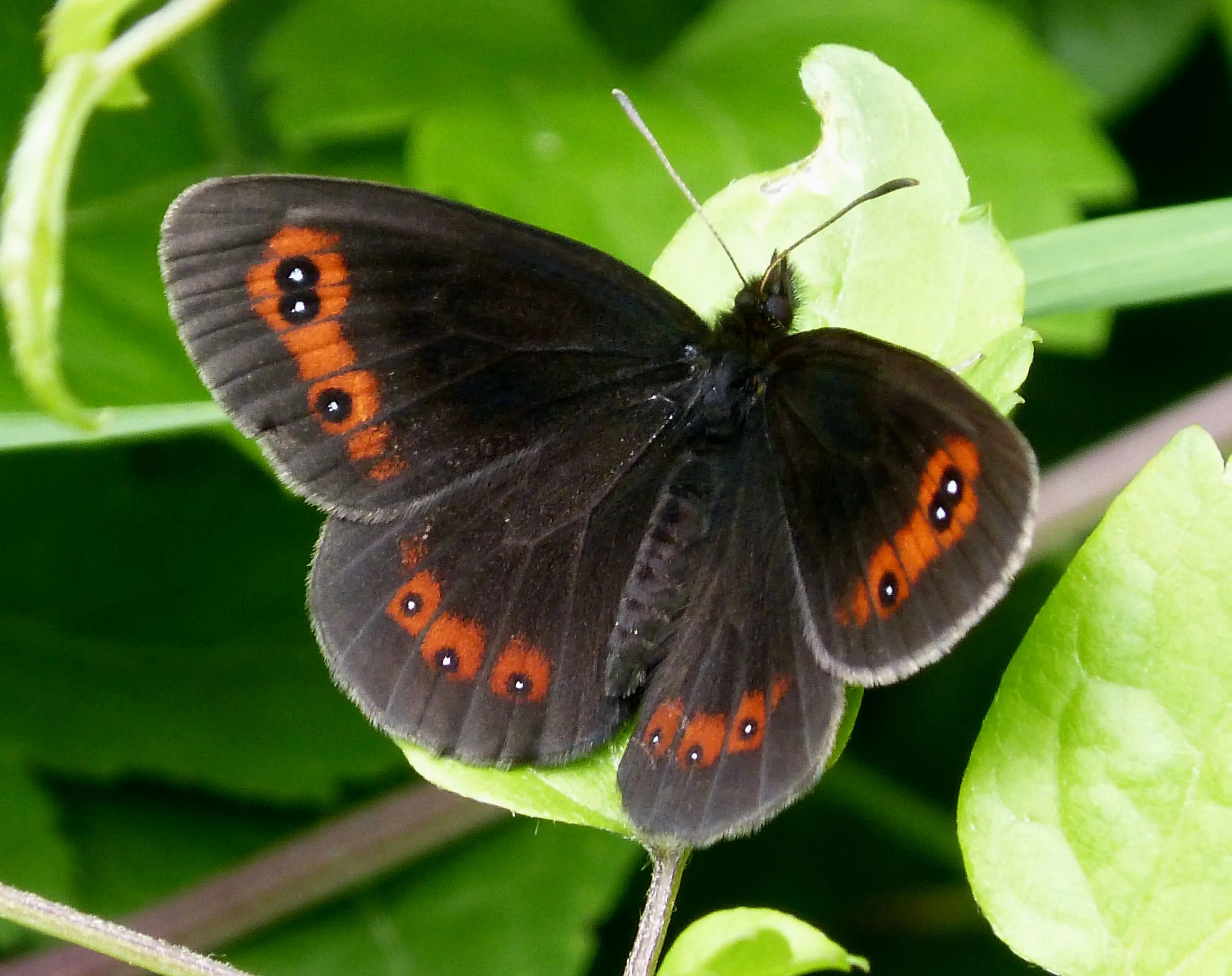 Порода бабочек фото Ofbyld:Scotch Argus. Erebia aethiops. (15586233223).jpg - Wikipedy