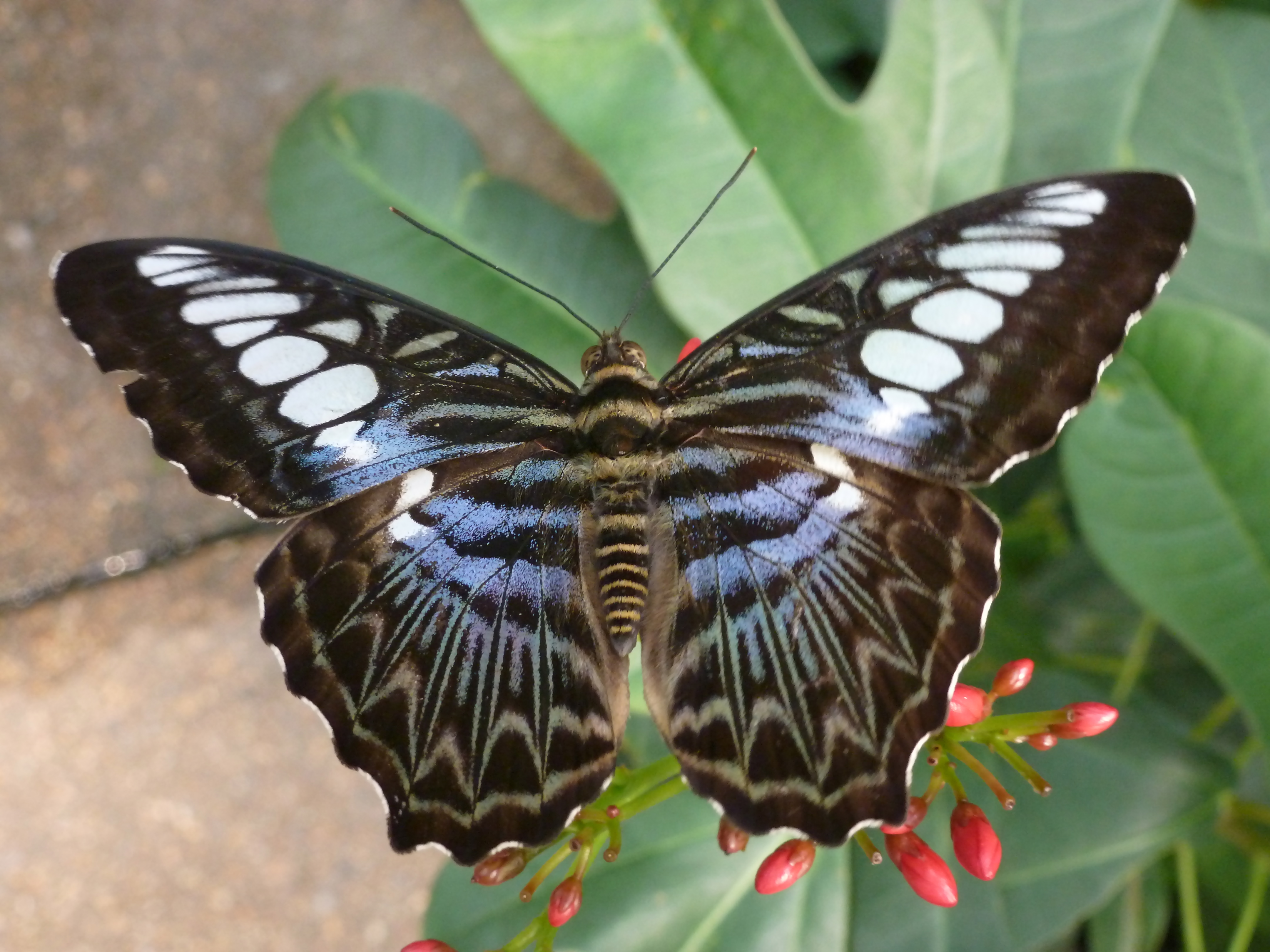 ডোরাকাটা বাঘ (প্রজাপতি) - উইকিপিডিয়া