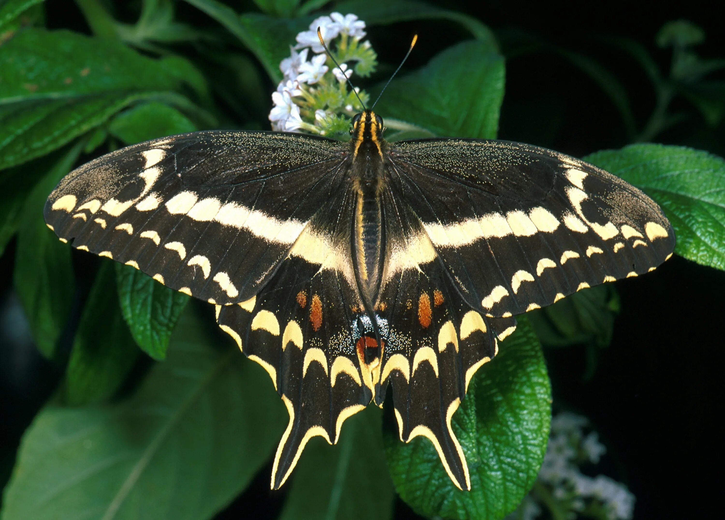 Порода бабочек фото Hope for Endangered Butterfly Species