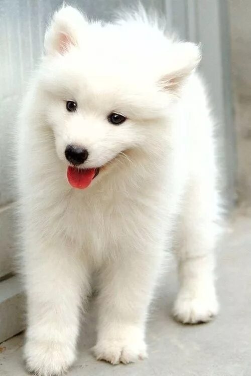 Порода белых пушистых собак фото Pin on Samoyed Puppies