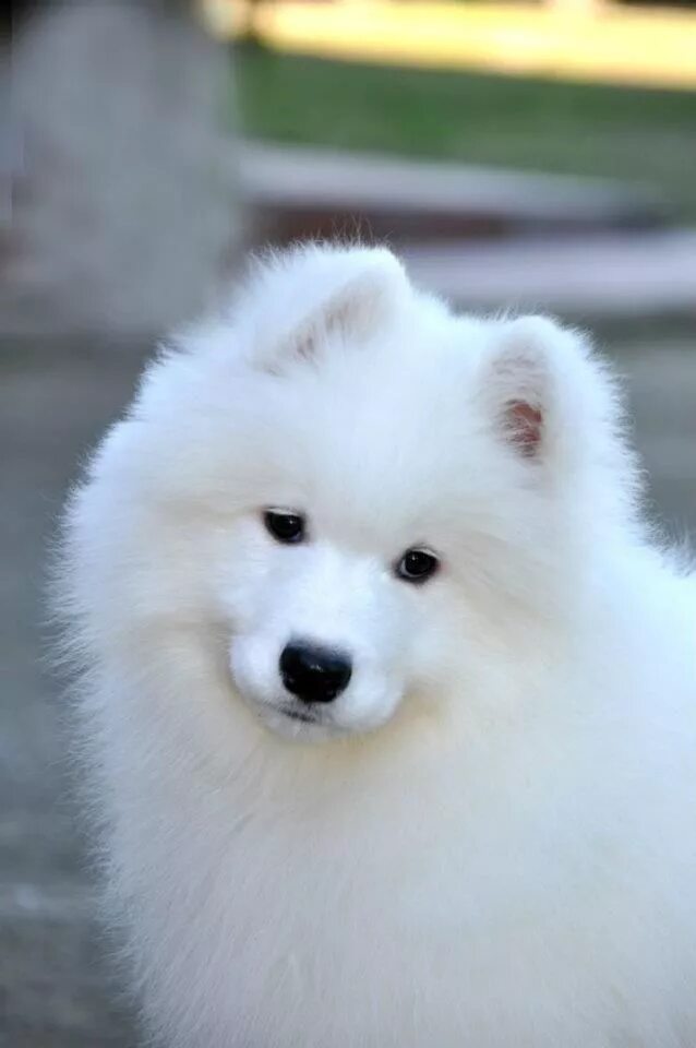 Порода белых пушистых собак фото Pin by Momo on Samoyed Dog Lovers in 2023 Samoyed dogs, Cute dogs, Samoyed puppy