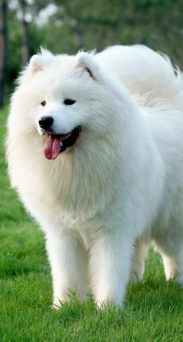 Порода белых пушистых собак фото Samoyed Samojede hund, Hunde, Tiere hund