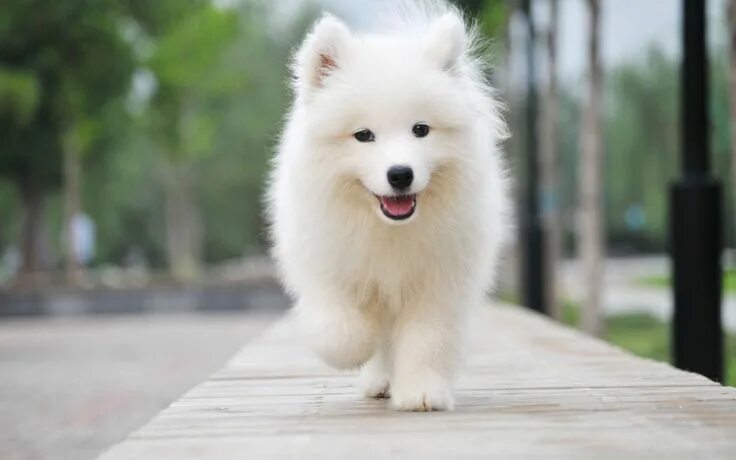 Порода белых пушистых собак фото #GuardiansBest #Samoyed #Dog #Pet Самоедские собаки, Самые милые животные, Щенки