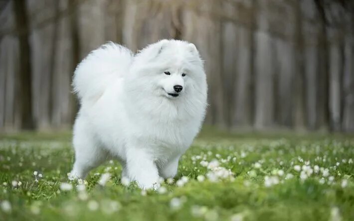 Порода белых пушистых собак фото Download wallpapers white fluffy dog, samoyed, green grass, friendly dogs, pets,