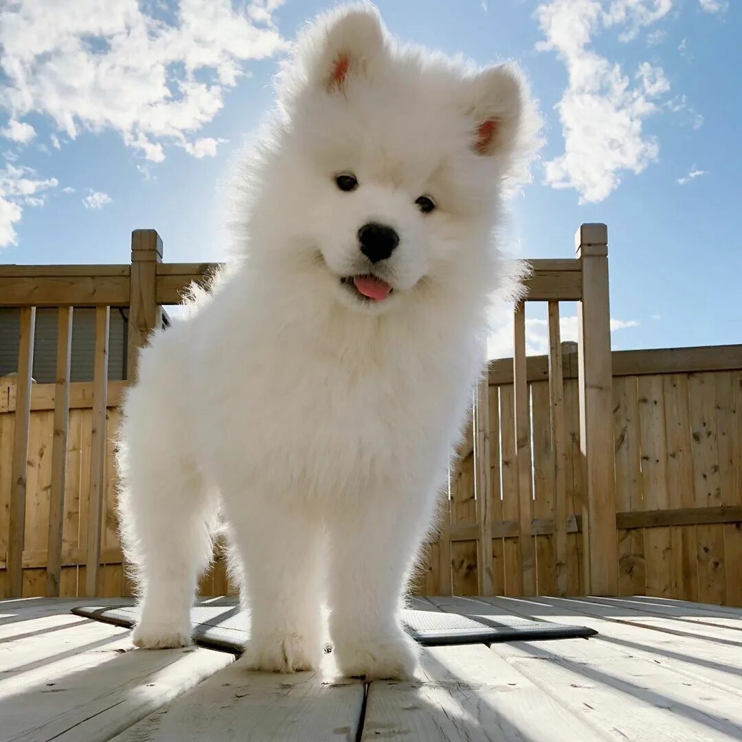 Порода белых пушистых собак фото Pin auf Samoyed