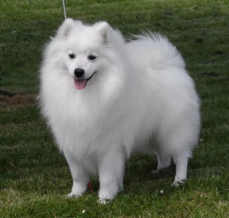 Порода белых пушистых собак фото raindogtreats.com Spitz dogs, Japanese spitz, Japanese spitz dog