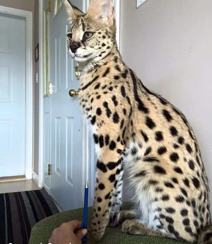 Порода больших кошек фото с названиями Los gatos Savannah son increíbles. Savannah cat, Giant cat, Savannah chat