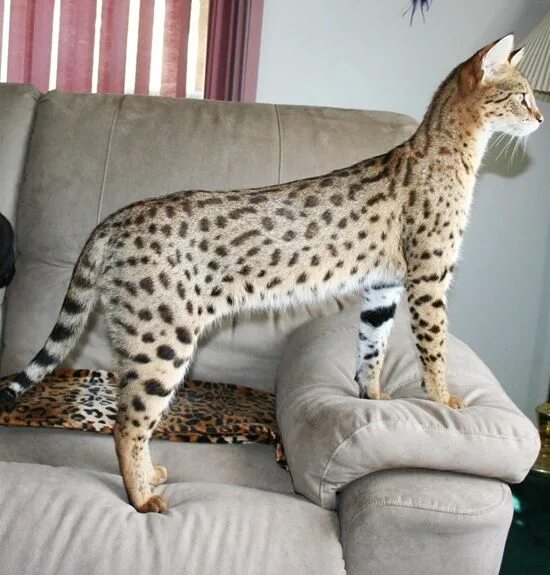 Порода больших кошек фото с названиями "warm" colored brown (black) Spotted Tabby Savannah Cat Cat breeds, Savannah cat