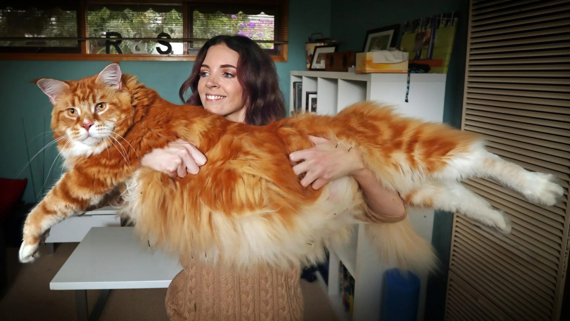 Порода больших кошек фото с названиями Meet Omar the giant moggie who measures 120cm and may soon be crowned the LONGES