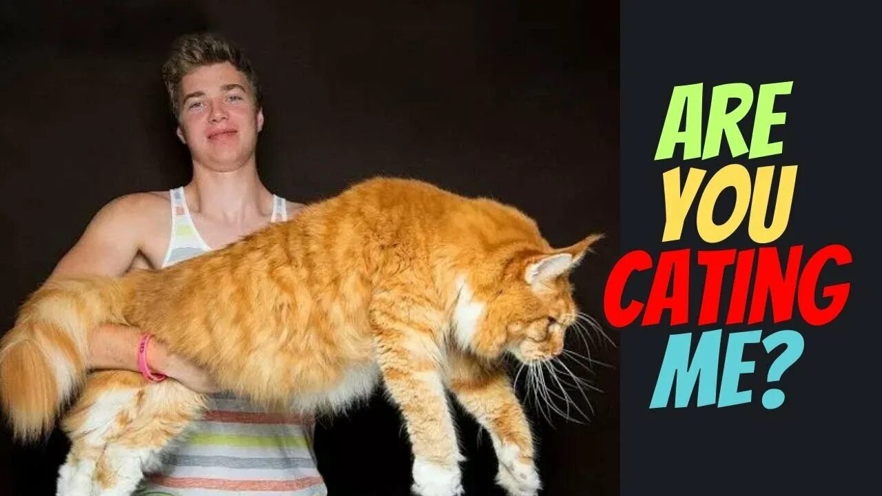 Порода больших котов название фото TOP 10 LARGEST DOMESTIC CAT BREEDS - YouTube