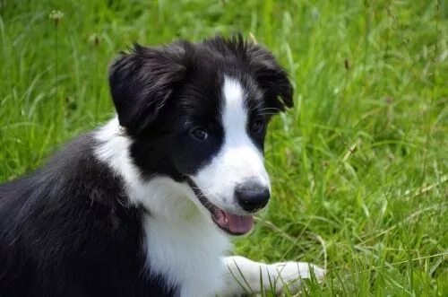 Порода бордер колли фото щенки #bordercollie #colliepoint #collie #bordercollies #dog #dogs #collies Border col