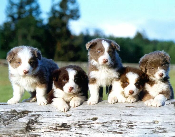 Порода бордер колли фото щенки Border Collie Border collie puppies, Collie puppies, Border collie puppy trainin